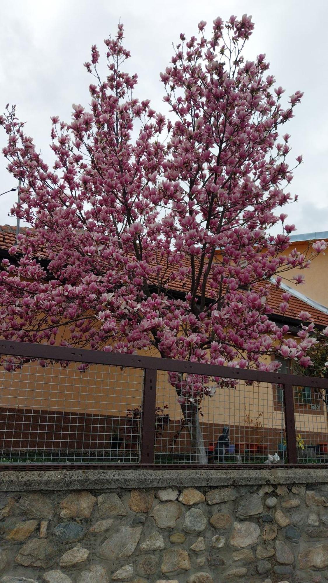 Apartament Casa Darius Orszowa Zewnętrze zdjęcie
